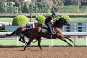 Michael Chang-trained Rich Tapestry (near side), ridden by work rider Vincent Sit, has his final gallop at Santa Anita racetrack on Thursday to prepare for the G1 Santa Anita Sprint Championship on Saturday.