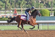 Rich Tapestry works on the Santa Anita dirt track on Monday morning ahead of Saturday��s Breeders�� Cup Sprint