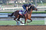 Rich Tapestry works on the Santa Anita dirt track on Thursday morning ahead of Saturday��s Breeders�� Cup Sprint.