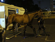 Photo 1, 2: Spalato arrives at Sha Tin racecourse last night.
