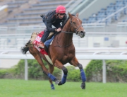 浪琴表香港盃參賽馬匹「快利佳」今早由艾兆禮策騎在沙田馬場草地跑道進行快跳。