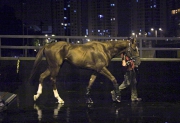 Criterion                      (LONGINES Hong Kong Cup)