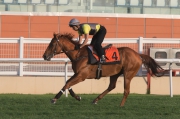 Bundle Of Joy (Al Quoz Sprint) is in action at Meydan��s turf track this morning.