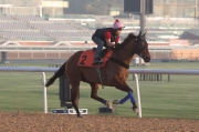Amber Sky, to be defending his title in the Al Quoz Sprint, exercises on the dirt track at Meydan today.