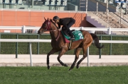 Joao Moreira gives a piece of exercise for Dubai Sheema Classic runner Designs On Rome on the turf track at Meydan this morning.