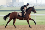 Rich Tapestry (Dubai Golden Shaheen) is in action at Meydan��s dirt track this morning.