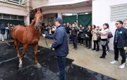 部分準買家於試跑示範結束後到馬房檢視拍賣馬匹。