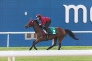 Designs On Rome, to be running in the Dubai Sheema Classic, exercises on the turf track at Meydan this morning.
