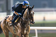 杜拜金莎軒錦標的香港參賽馬匹「積多福」，今晨在美丹馬場的泥地跑道作慢工夫出試。