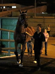 Lucky Nine, winner of the KrisFlyer International Sprint in 2013 and 2014, departs from Sha Tin racecourse this morning.