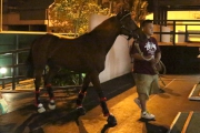 Rich Tapestry, winner of the Santa Anita Sprint Championship in October last year, departs for Singapore this morning.