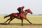 Photo 1, 2:<br>
Able Friend gallops at Newmarket this morning with Thomas Yeung on board.