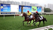 圖一 / 二 / 三: 2016年香港國際馬匹拍賣會將於下週五3月18日舉行，二十五匹將會參與拍賣的馬匹今晨於沙田馬場草地跑道作試跑示範。
