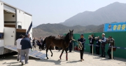 Photo 6 and 7<br>
The horses arrived on schedule and in good condition at the temporary stable at the Conghua Training Centre.