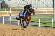 Master Kochanwong returned to the main track on Friday at Meydan with trainer David Hall and jockey Douglas Whyte looking on.