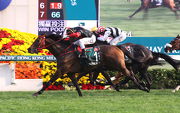 Former Hong Kong Horse of the Year Good Ba Ba is a graduate of the Hong Kong International Sale.