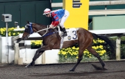 Gun Pit cruises to victory in a Class One dirt race over 1650m at Sha Tin earlier this season.