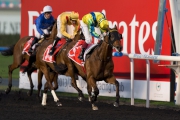 Rich Tapestry wins the 2014 Mahab Al Shimaal at Meydan with Olivier Doleuze on board.