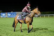 John Moore trained Not Listenin'tome stretched this morning on grass in Dubai before his try in Saturday's Al Quoz Sprint.