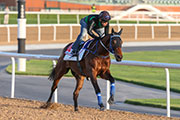 Hong Kong's chance in the world's richest race, the Dubai World Cup, Gun Pit continued his preparation for trainer Caspar Fownes.