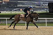 Super Jockey was a pre-dawn visitor to Meydan's dirt track in advance of his second start in the Dubai Golden Shaheen. 