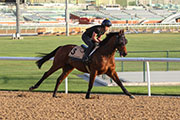 Rich Tapestry goes through his Thursday work on dirt at Meydan before a third try in the Dubai Golden Shaheen.