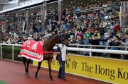 圖1、2<br>
兩屆香港最佳短途馬「天久」最後一次在亮相圈巡行，與廣大馬迷道別。
