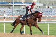 Al Quoz Sprint chance Not Listenin'tome worked on dirt this morning.