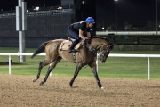 Second in the Dubai Golden Shaheen last season, Super Jockey galloped this morning at Meydan.