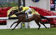 Werther makes a winning Hong Kong debut in a Class Two Handicap with Hugh Bowman in the saddle.