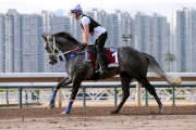 Chautauqua exercises on all-weather track at Sha Tin this morning.
