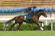 Lovely Day gallops on the turf course this morning under exercise rider Joji Yamamoto.