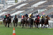 Werther (second from right) finishes fifth in a 1000m turf barrier trial today with Zac Purton on board.