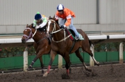 Blazing Speed (near side) finished third in the seven-runner trial today with Neil Callan on board.