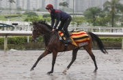 Highland Reel cantering on the all-weather track at Sha Tin this morning.