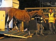 Photo 1, 2<br>
Maurice arrives at Sha Tin Racecourse.
