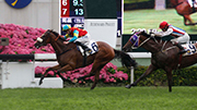 Photo 1, 2<br>

Richard Gibson-trained Ambitious Champion (No. 6), with Chad Schofield on board, wins the HKG3 Queen Mother Memorial Cup (2400m) at Sha Tin Racecourse today. 
