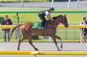 Photo 1, 2<br>
The John Size-trained Contentment canters on the dirt track of Tokyo Racecourse this morning.
