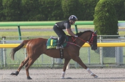 Contentment canters on the dirt track at Tokyo Racecourse this morning.