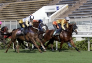 Gold-Fun (front, in yellow) finishes third in a 1000m turf barrier trial at Sha Tin this morning with Chad Schofield on board.