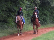 Gold-Fun (right) takes things easy on the walk back to stables.