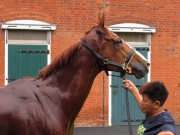 Photo 1
Gold-Fun is settling in well at Abington Place Stables, Newmarket
