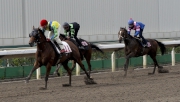 Rich Tapestry (red cap) finishes sixth in a 1200m all-weather barrier trial at Sha Tin today.