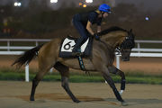 Super Jockey canters this morning with Beverly Millard on board in preparation for the Korea Sprint.