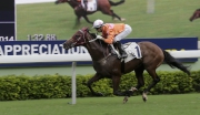 Helene Paragon coasts to victory in the Class 1 Sha Tin Mile Trophy last term.