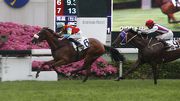 Ambitious Champion lands a stylish win in the HKG3 Queen Mother Memorial Cup last season.