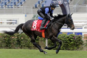 Lovely Day (LONGINES Hong Kong Cup)