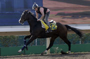 Signs Of Blessing (LONGINES Hong Kong Sprint)