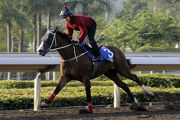 Beauty Only (LONGINES Hong Kong Mile)