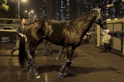 Photo 3, 4 <br>
Lovely Day		(LONGINES Hong Kong Cup)